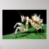 Close-Up Of Hottentot Mantis