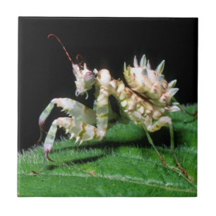 Close-Up Of Hottentot Mantis Tile