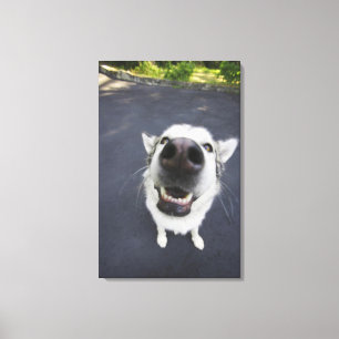 Close-up of husky's nose canvas print