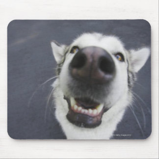 Close-up of husky's nose mouse pad