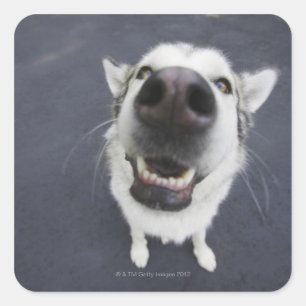 Close-up of husky's nose square sticker