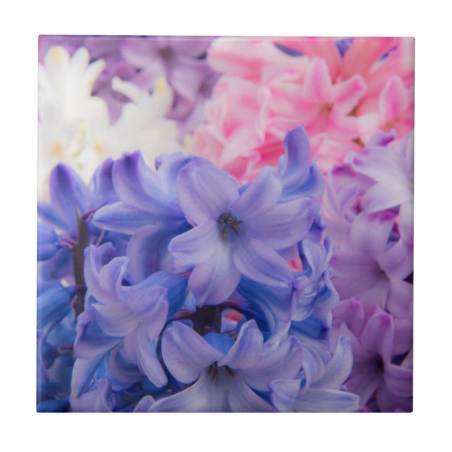 Close-up of Hyacinth plant Tile (Front)