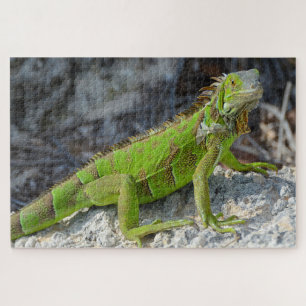Close-up of iguana in Key West Florida Jigsaw Puzzle