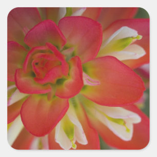 Close-up of Indian Paint Brush near Gay Hill, Square Sticker