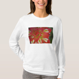 Close-up of Indian Paint Brush near Gay Hill, T-Shirt