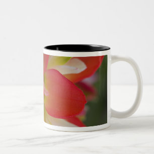 Close-up of Indian Paint Brush near Gay Hill, Two-Tone Coffee Mug