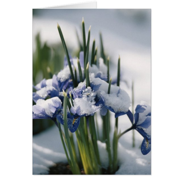 Close-up of Iris (Front)