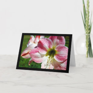Close up of Jersey lily Card