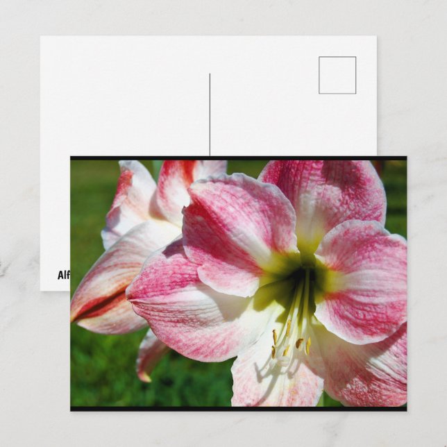 Close up of Jersey lily Postcard (Front/Back)