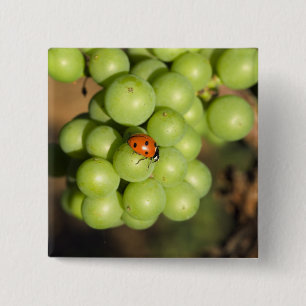 Close up of lady bug on green Pinot Noir grapes 2 Inch Square Button