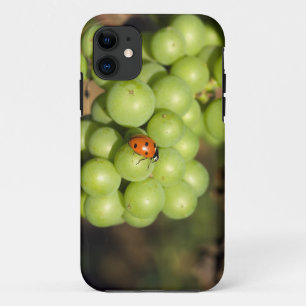 Close up of lady bug on green Pinot Noir grapes iPhone 11 Case