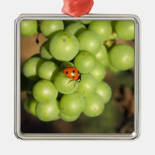 Close up of lady bug on green Pinot Noir grapes Metal Ornament