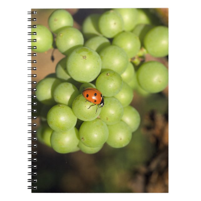 Close up of lady bug on green Pinot Noir grapes Notebook (Front)