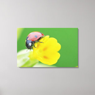 Close-Up of Ladybug Canvas Print