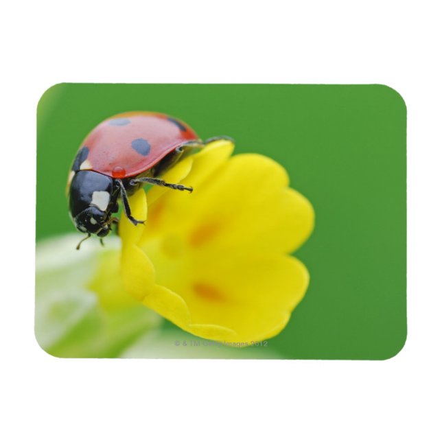Close-Up of Ladybug Magnet (Horizontal)