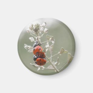 Close-up of ladybugs on plant magnet