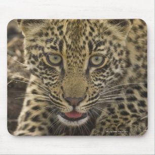 Close up of Leopard, Greater Kruger National 2 Mouse Pad