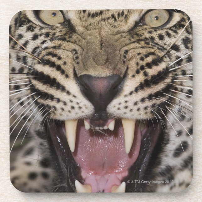 Close up of leopard growling coaster (Front)
