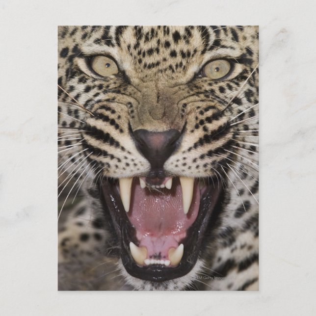 Close up of leopard growling postcard (Front)