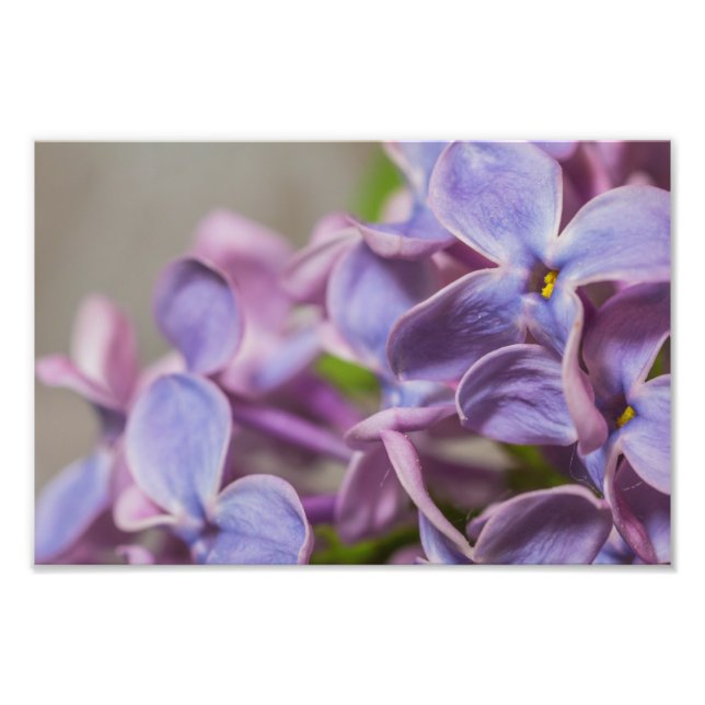 Close Up of Lilac Flower Photography Print (Front)