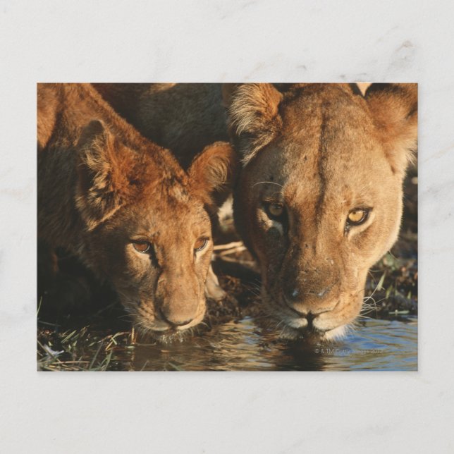 Close up of Lioness (Panthera leo) and cub Postcard (Front)