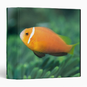 Close up of Maldives anemone fish, Maldives 2 Binder