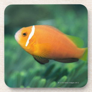 Close up of Maldives anemone fish, Maldives 2 Coaster