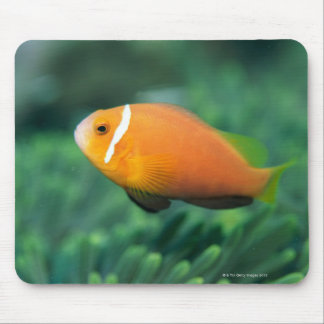 Close up of Maldives anemone fish, Maldives 2 Mouse Pad