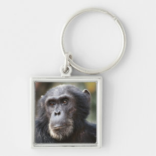 Close-up of male Chimpanzee Keychain