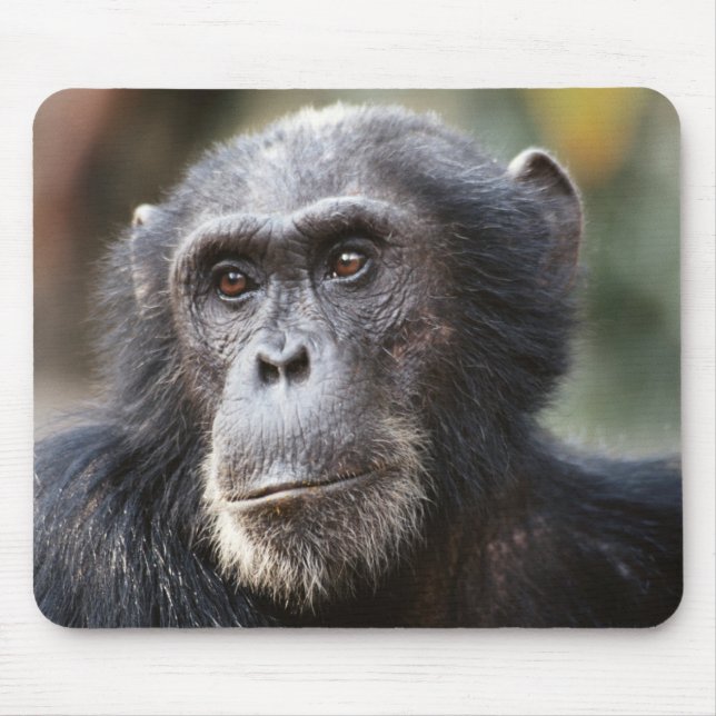 Close-up of male Chimpanzee Mouse Pad (Front)