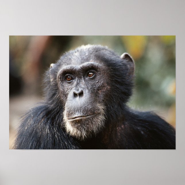 Close-up of male Chimpanzee Poster (Front)