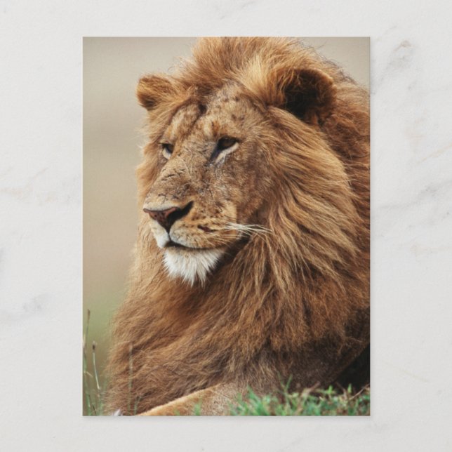 Close-up of male Lion Postcard (Front)