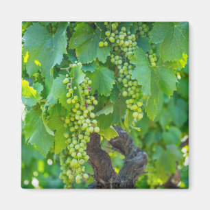 Close Up Of Maturing Grapes Magnet