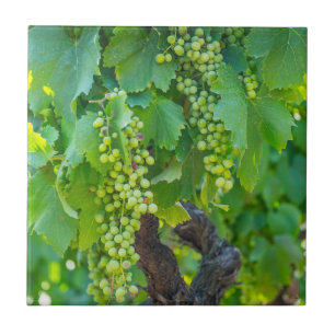 Close Up Of Maturing Grapes Tile