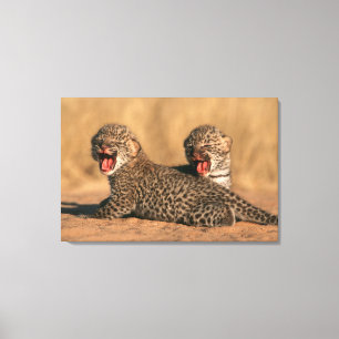 Close-Up Of New Born Leopard (Panthera Pardus) Canvas Print