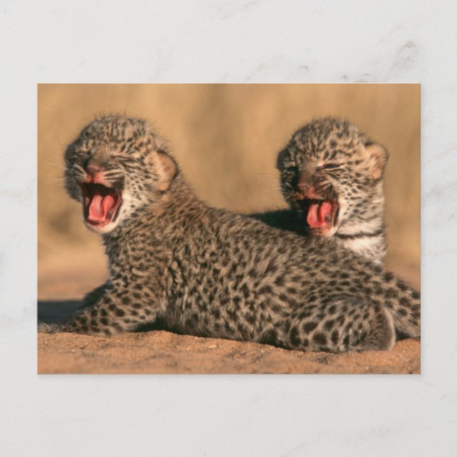 Close-Up Of New Born Leopard (Panthera Pardus) Postcard (Front)