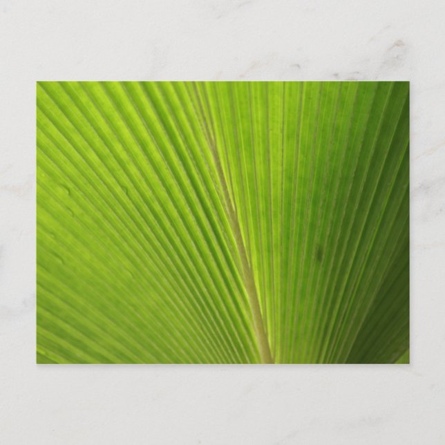 Close-up of Palm Leaf Postcard (Front)