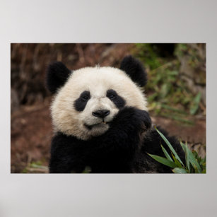 Close up of Panda Eating Poster