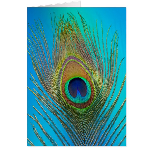Close up of peacock feather (Front)