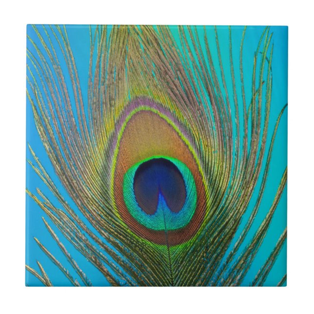 Close up of peacock feather tile (Front)