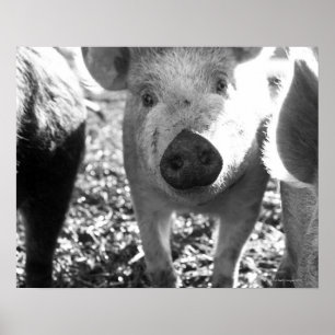 Close up of piglets poster
