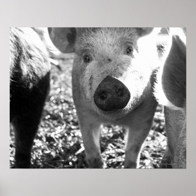 Close up of piglets poster (Front)