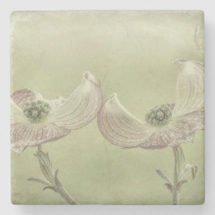 Close-up of Pink Dogwood Blossoms   Seabeck, WA Stone Coaster