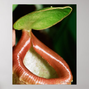 Close-up of pitcher plant poster