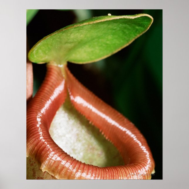 Close-up of pitcher plant poster (Front)