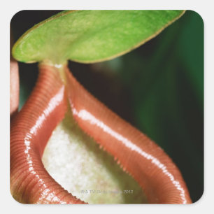 Close-up of pitcher plant square sticker