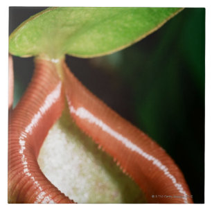 Close-up of pitcher plant tile