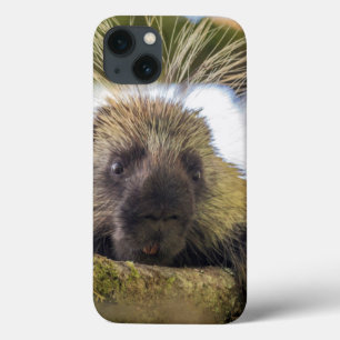 Close-up of porcupine in a tree iPhone 13 case