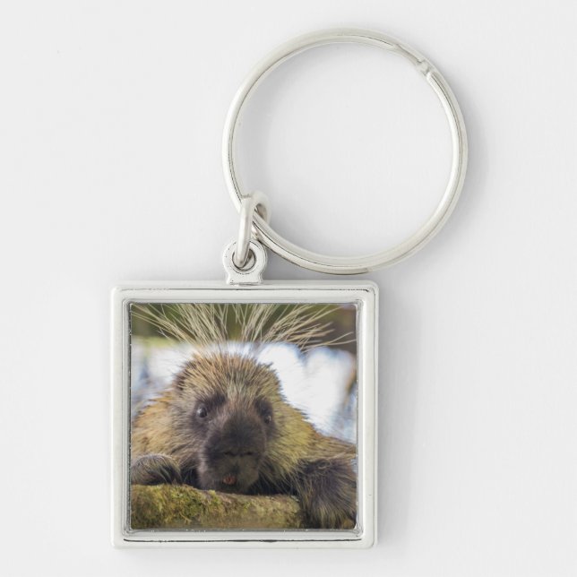 Close-up of porcupine in a tree keychain (Front)