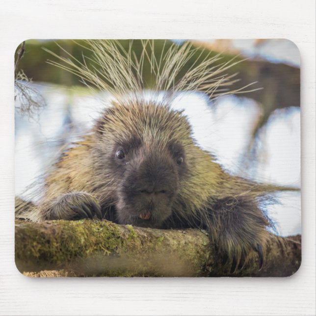 Close-up of porcupine in a tree mouse pad (Front)